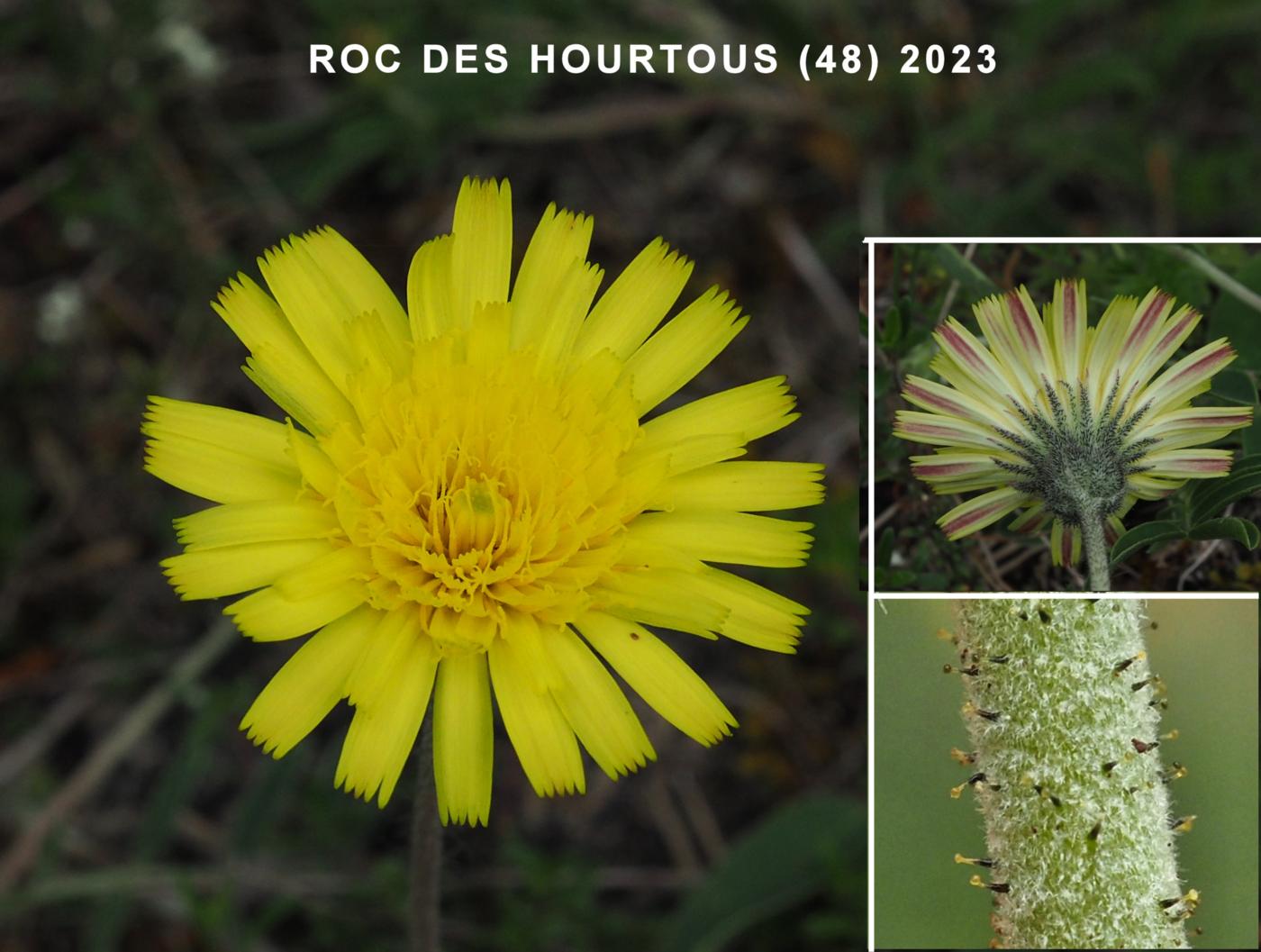 Hawkweed, Mouse-ear flower